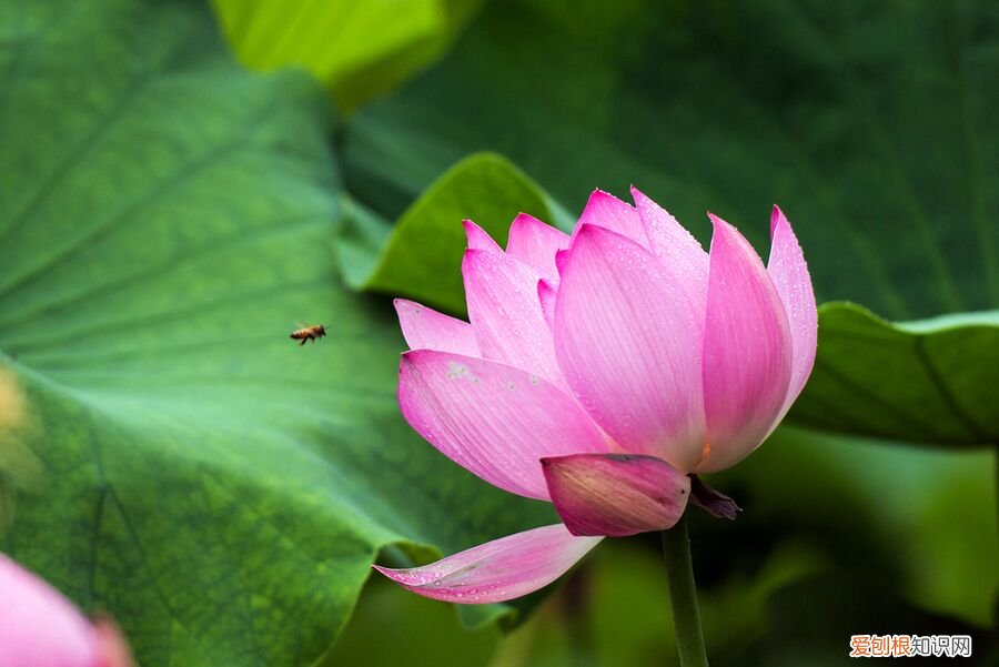 出淤泥而不染的是什么花？1梅花2牡丹3莲花 荷花出淤泥而不染