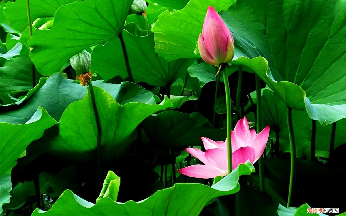 出淤泥而不染的是什么花？1梅花2牡丹3莲花 荷花出淤泥而不染