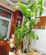 盆栽昙花是怎样养殖的 盆栽昙花如何是养殖的