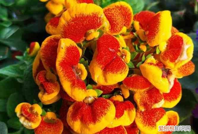 荷包花的养殖方法，荷包花的养殖方法是什么 荷包花如何养殖