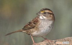 野鸡是国家三级保护动物，三有保护动物 三有保护动物是什么