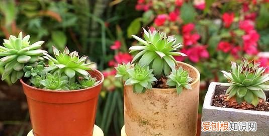 多肉植物如何施肥，多肉植物怎么施肥 多肉植物如何施肥