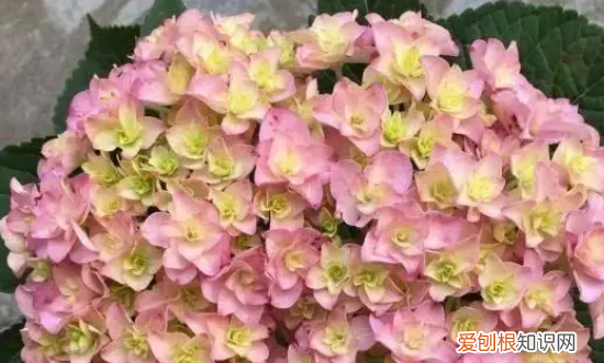 无尽夏有臭味，无尽夏真假区分