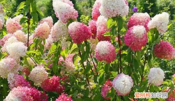 无尽夏有臭味，无尽夏真假区分