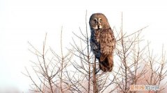 灰林鸮瞳孔是什么颜色，灰林鸮是夜行动物 灰林鸮是不是夜行动物