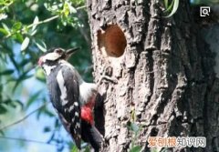 如何简单介绍啄木鸟，什么是益鸟 益鸟简单介绍