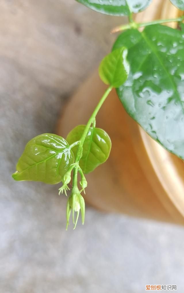 茉莉花的花季是什么时候，茉莉花是夏天开的 什么时候茉莉花开花