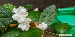 茉莉花的花季是什么时候，茉莉花是夏天开的 什么时候茉莉花开花