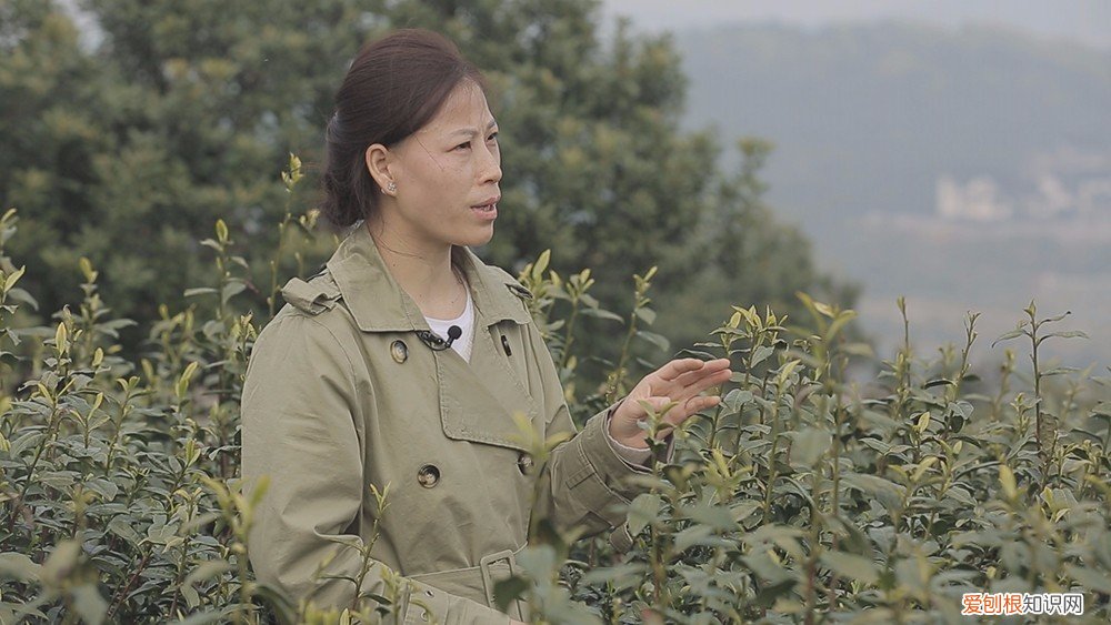 为什么说只有苏州洞庭碧螺春才是最正宗的碧螺春 碧螺春产于哪里