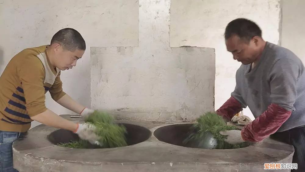 为什么说只有苏州洞庭碧螺春才是最正宗的碧螺春 碧螺春产于哪里