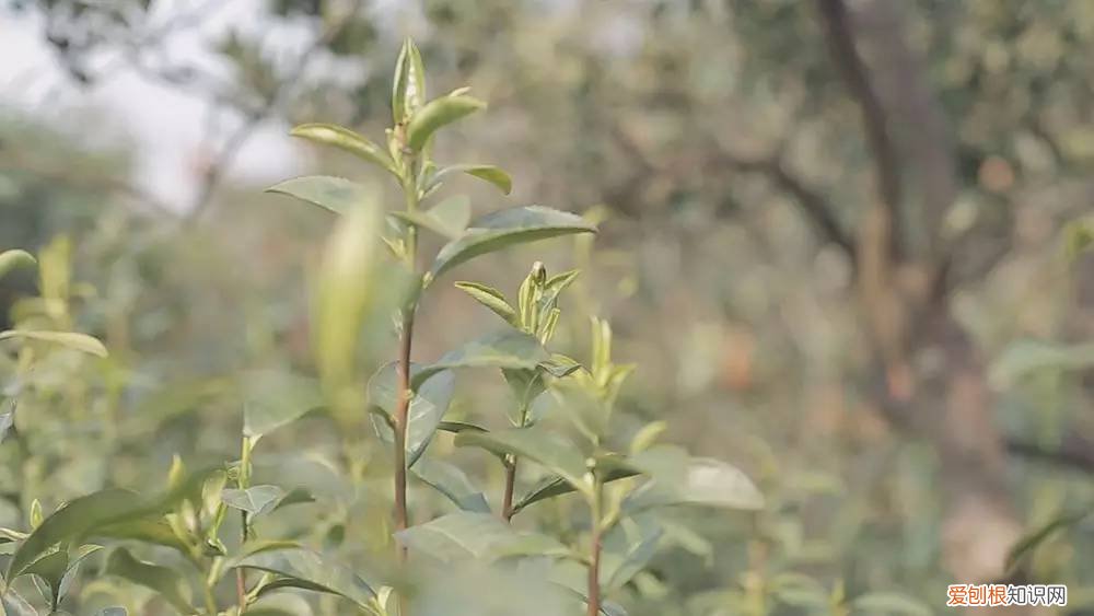 为什么说只有苏州洞庭碧螺春才是最正宗的碧螺春 碧螺春产于哪里