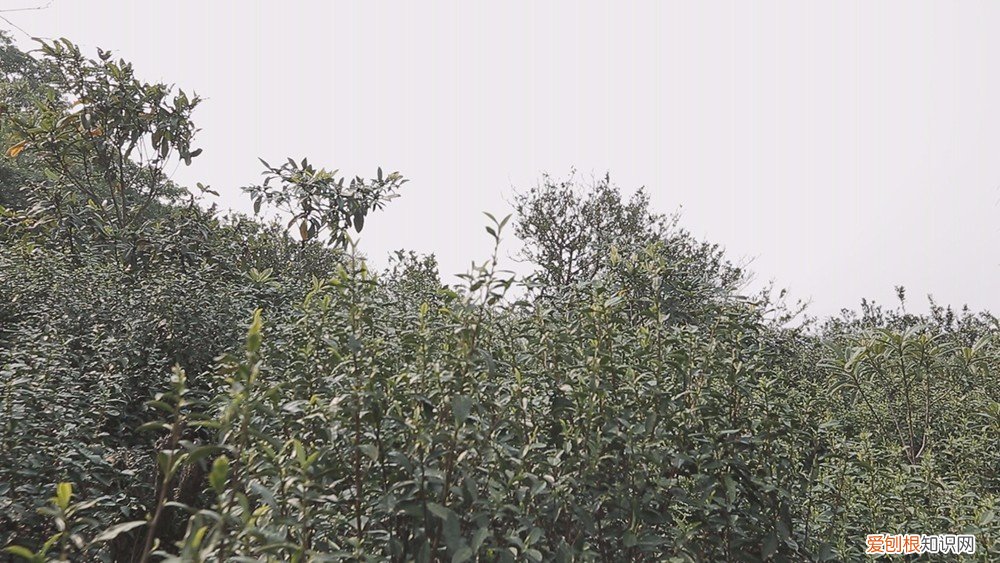 为什么说只有苏州洞庭碧螺春才是最正宗的碧螺春 碧螺春产于哪里