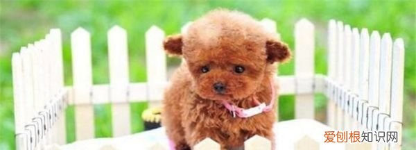 泰迪一天遛多长时间，泰迪狗每天遛多长时间 泰迪狗每天遛的时间