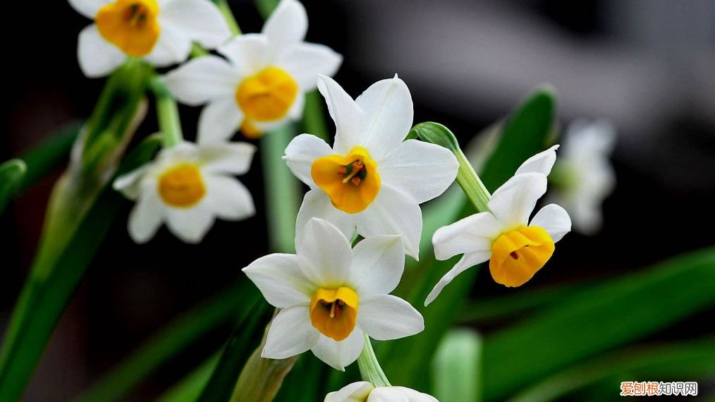水仙一直长，长得茎都要折断，可还是不开花，怎么办 水仙不开花