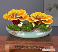 灵芝盆景怎么养，灵芝盆景有什么养护方法 灵芝盆景的养护技巧