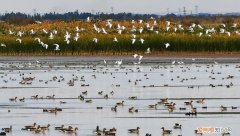 候鸟选择湿地栖息的原因，候鸟为什么要迁徙 候鸟迁徙的原因