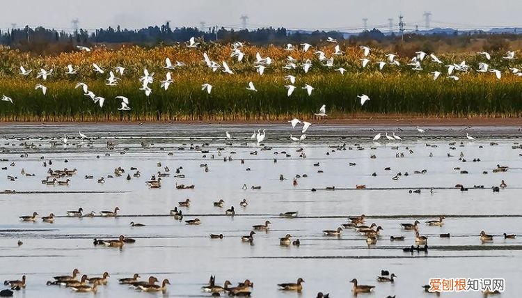 候鸟选择湿地栖息的原因，候鸟为什么要迁徙 候鸟迁徙的原因