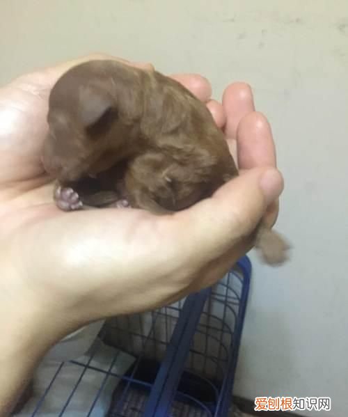 泰迪狗下崽多长时间 泰迪狗下崽需要多久