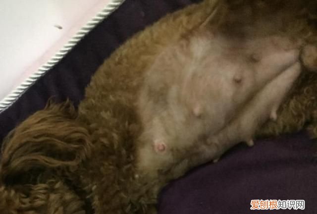 泰迪狗下崽多长时间 泰迪狗下崽需要多久