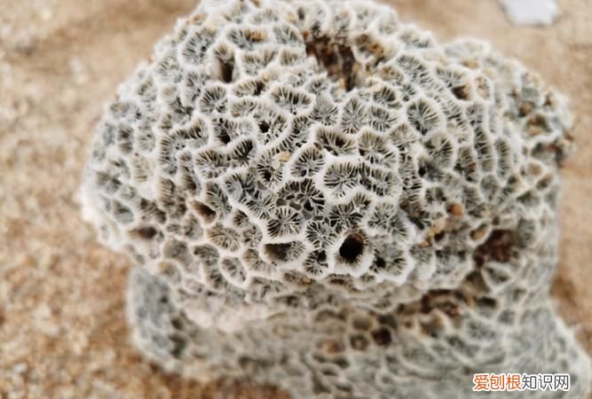 如何对珊瑚石杀菌清洗，如何清洗珊瑚死石 怎清洗珊瑚死的方法