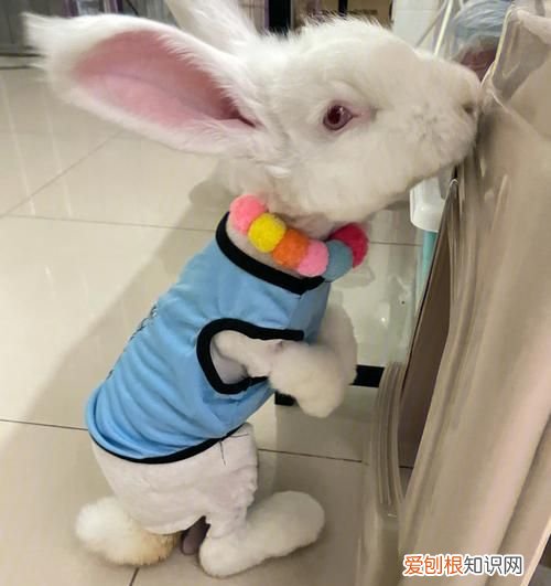 夏天兔子太热怎么办 夏天兔子太热的方法