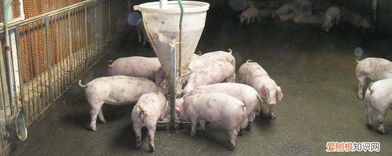 养猪准备自己配制猪饲料，谁有好的饲料配方推荐吗 猪饲料配方