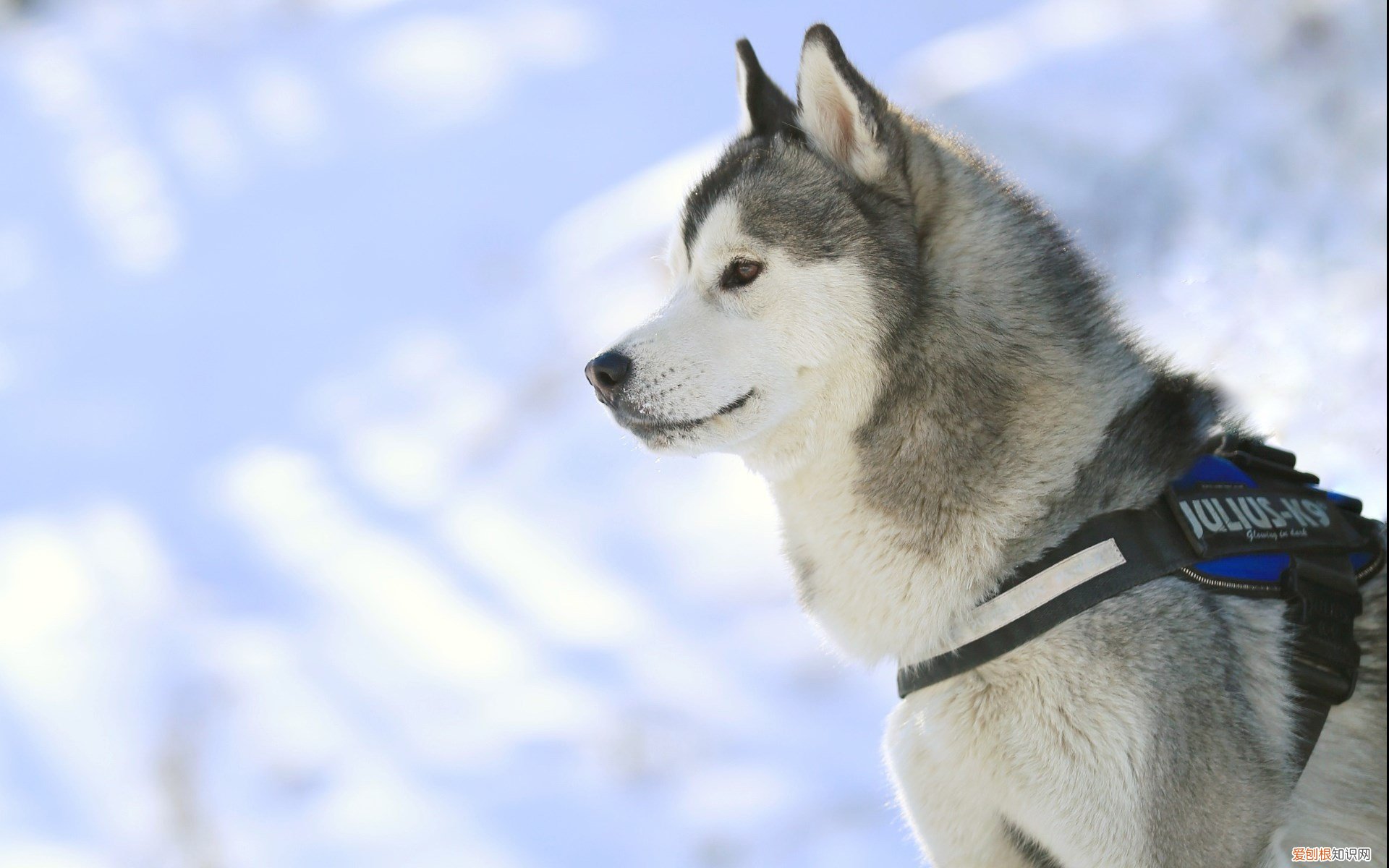 贴春联是早上贴还是中午贴,有风俗讲究吗 春联什么时候贴最好