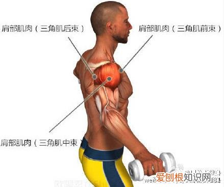 三角肌后束的黄金动作 三角肌中束王牌动作