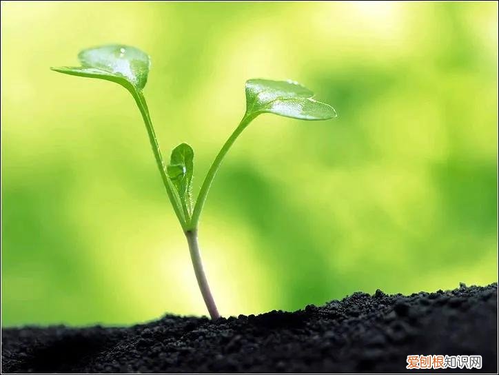 不经历风雨怎能见彩虹”所体现的是一种 不经历风雨怎能见彩虹