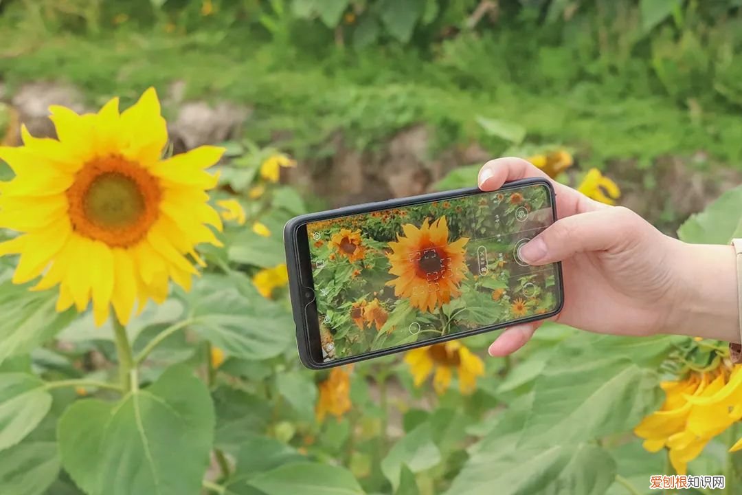 泉州的向日葵花海好玩吗?值得一去吗?位置在哪里 向日葵花海