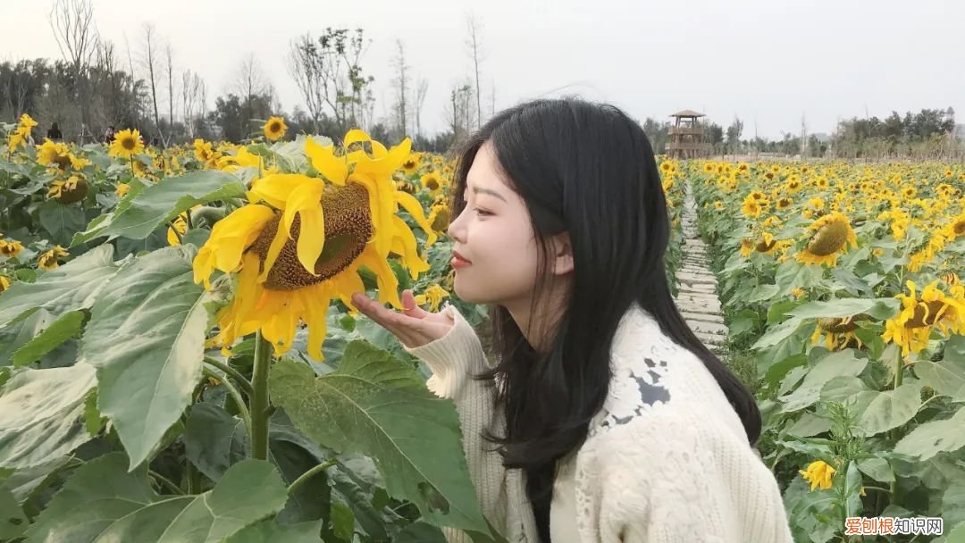 泉州的向日葵花海好玩吗?值得一去吗?位置在哪里 向日葵花海