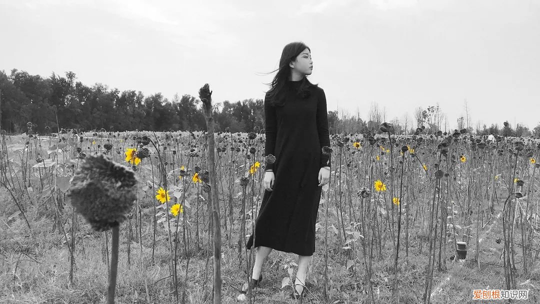 泉州的向日葵花海好玩吗?值得一去吗?位置在哪里 向日葵花海