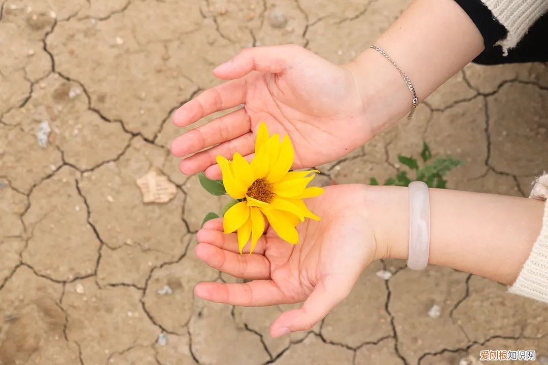 泉州的向日葵花海好玩吗?值得一去吗?位置在哪里 向日葵花海