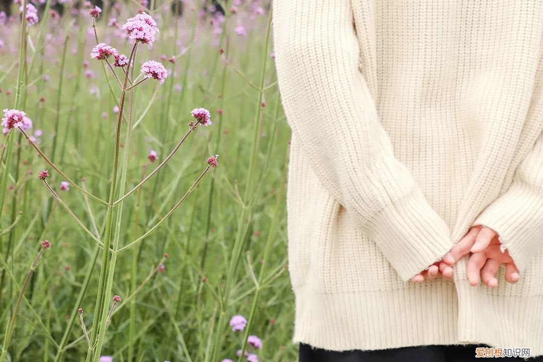 泉州的向日葵花海好玩吗?值得一去吗?位置在哪里 向日葵花海