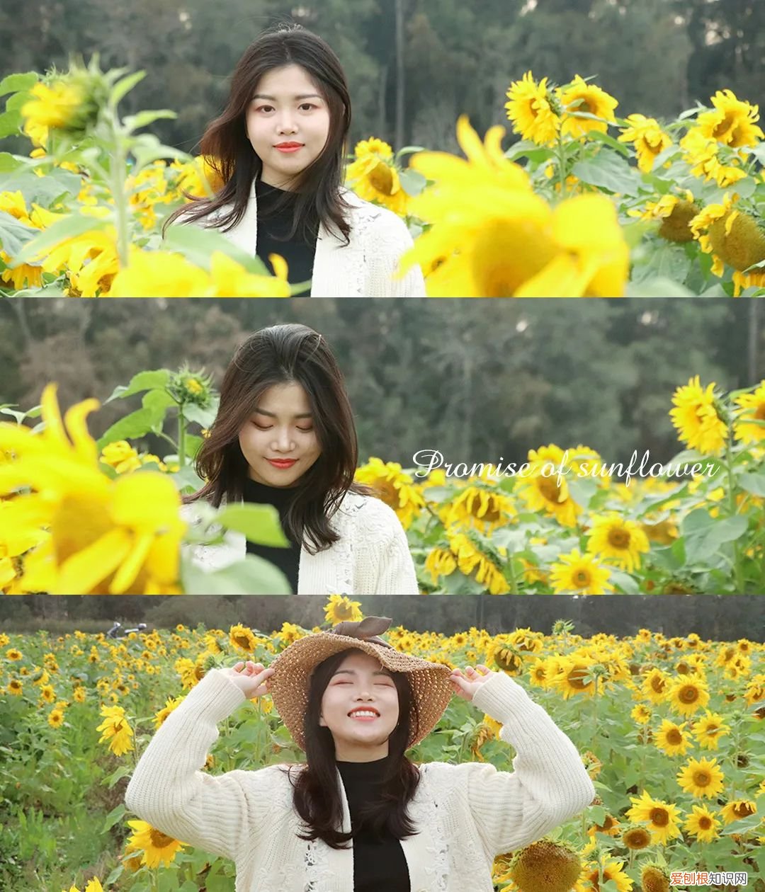 泉州的向日葵花海好玩吗?值得一去吗?位置在哪里 向日葵花海