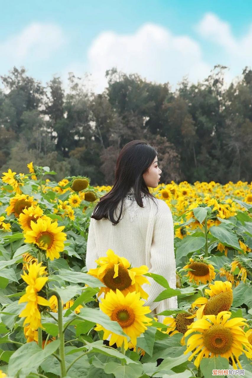 泉州的向日葵花海好玩吗?值得一去吗?位置在哪里 向日葵花海