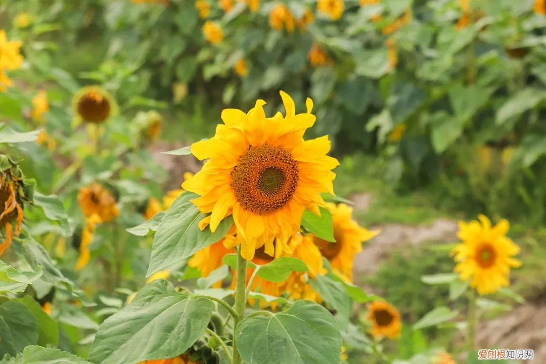 泉州的向日葵花海好玩吗?值得一去吗?位置在哪里 向日葵花海