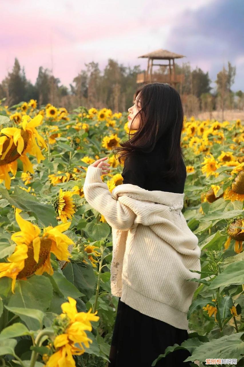 泉州的向日葵花海好玩吗?值得一去吗?位置在哪里 向日葵花海