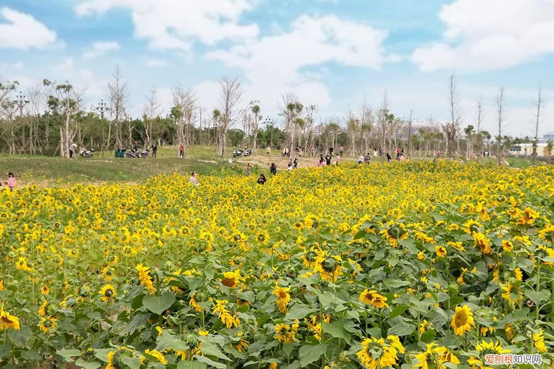 泉州的向日葵花海好玩吗?值得一去吗?位置在哪里 向日葵花海