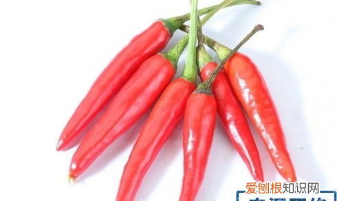 辣椒在植物分类中属于什么科 辣椒在植物分类中属于哪种科