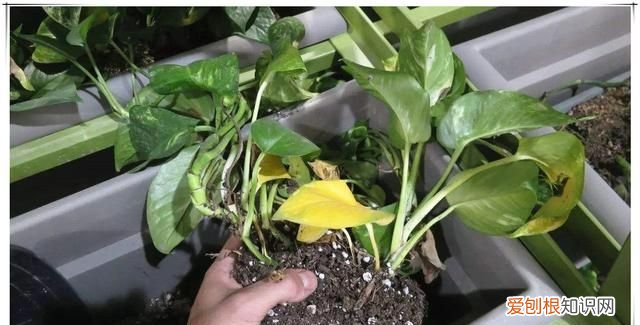 夏天金雀能换盆，盆栽夏天能换盆 可以在夏天给盆栽换盆