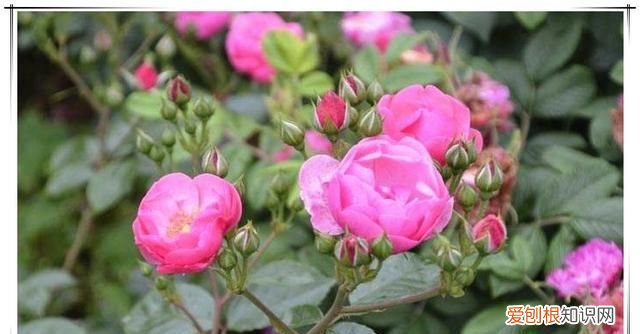 夏天金雀能换盆，盆栽夏天能换盆 可以在夏天给盆栽换盆