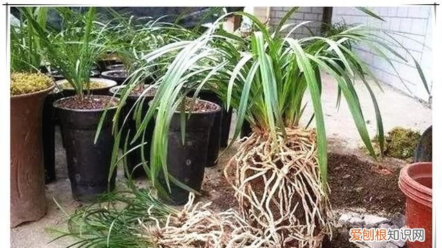 夏天金雀能换盆，盆栽夏天能换盆 可以在夏天给盆栽换盆