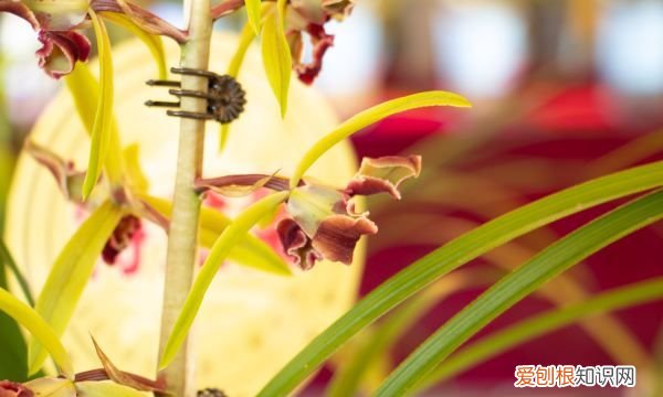 剑兰叶子发黄发黑怎么办 剑兰叶子发黄发黑怎么解决