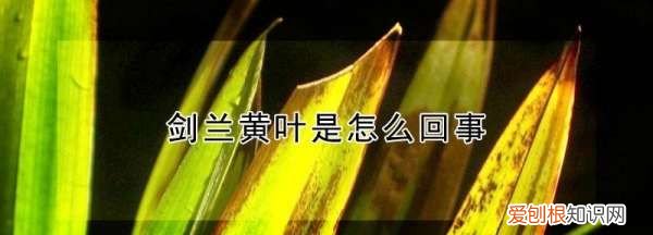 剑兰叶子发黄发黑怎么办 剑兰叶子发黄发黑怎么解决