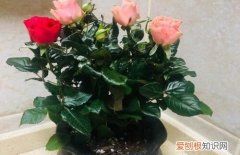 月季花夏天多少天浇水 月季花如何浇水