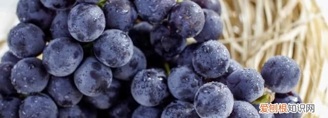 种植葡萄为什么用大棚 为什么种葡萄要用大棚