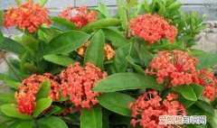 花叶子干是怎么回事 花叶子干是什么原因