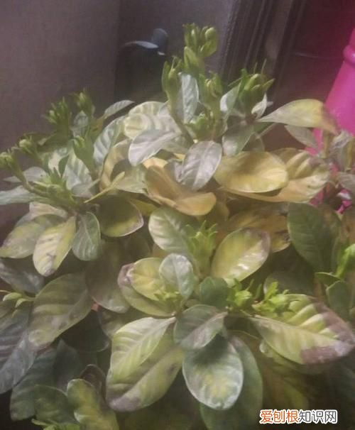 养的花叶子发黄是怎么回事 养的花叶子发黄是什么原因