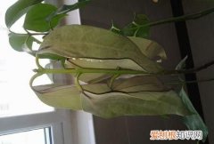 平安树老掉叶子怎么办 平安树老掉叶子怎么解决